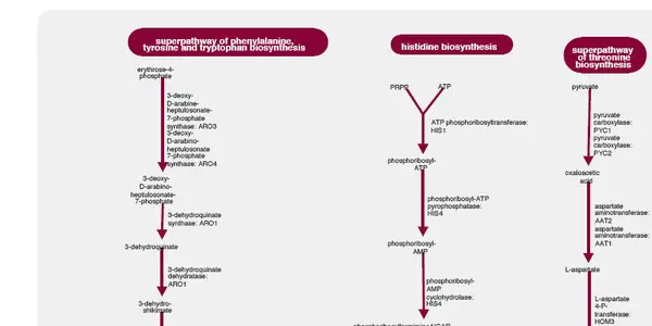 You Know You Want a Yeast Biochemical Pathways Wall Poster