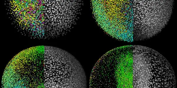 Biologists 'GoogleEarth'  Complete Developmental Blueprint Of A Vertebrate