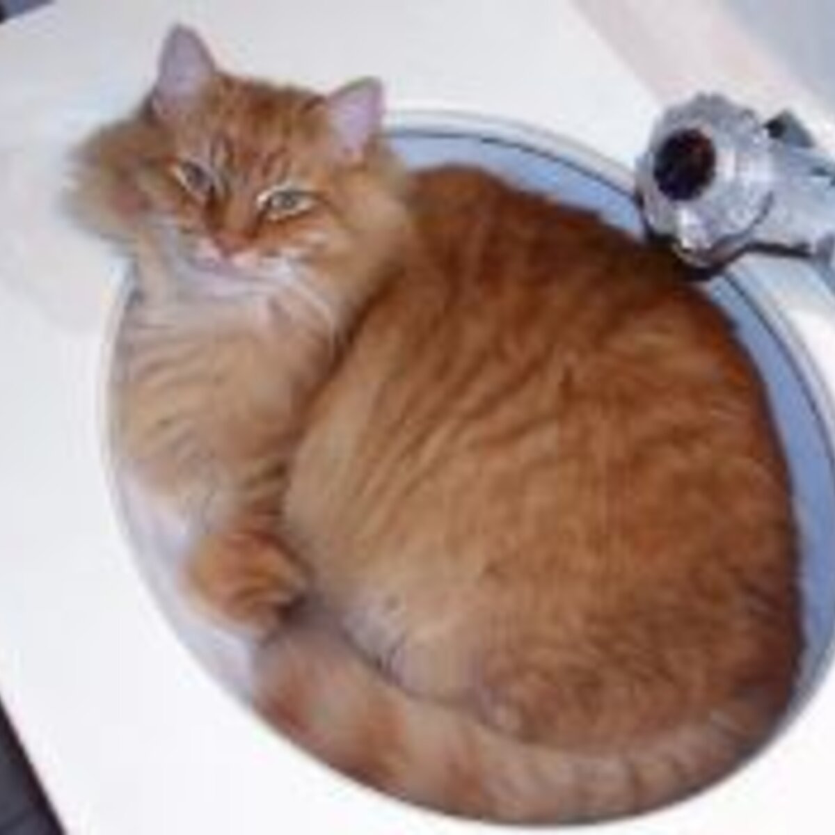 The Rheology Of Cats (are They Liquid Or Solid), The Deborah Number, And How It Won An Ig Nobel Prize