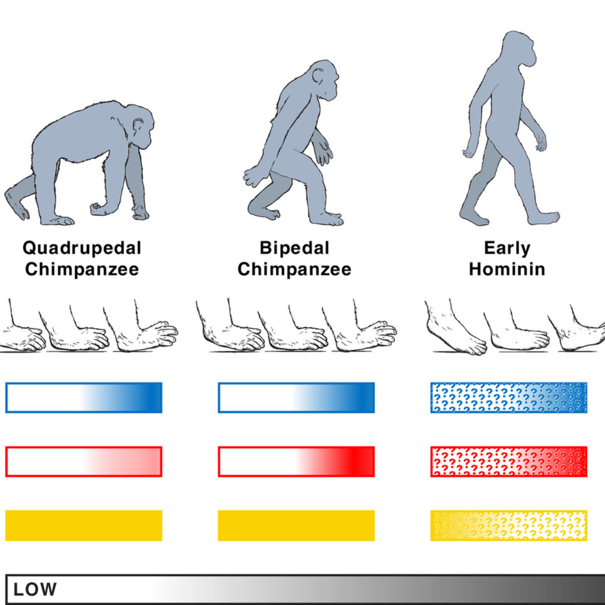 Heel-Toe Mobility Separated Humans From Lesser Primates