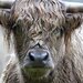 Stop Blaming Cattle For Water Usage, Blame This Instead