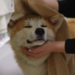Dog Aging Project: Humans and Dogs Age A Lot Alike