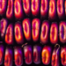 purple_corn