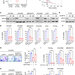 Enzyme USP15 Limits Ovarian Cancer Cells And Boosts Chemotherapy