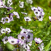 Leaf Them On The Ground: Benefit More By Doing Less Yardwork