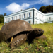 194 Year Old Tortoise DNA Shows Lifestyle Diseases Accelerate Aging