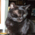 Profile picture for user Gary Herstein