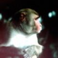 Profile picture for user Mouse n monkey vet