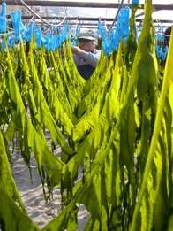 Wakame: Good To Eat But Is It Also Nature's Bioremediation For Polluted Oceans?